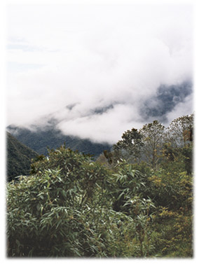 Tågeskoven i det sydlige Peru
